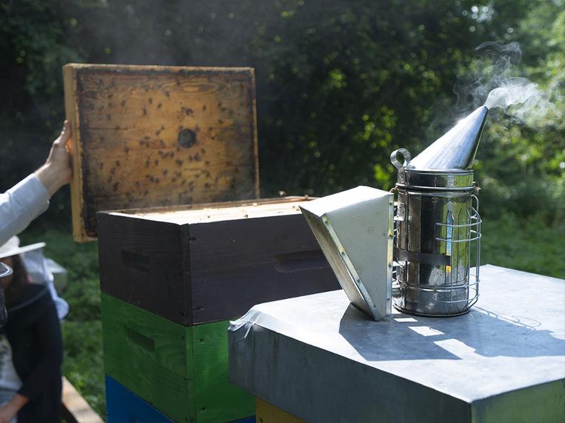 Image 4 - Découvrir les abeilles d'Oreste - visite du rucher avec dégustation